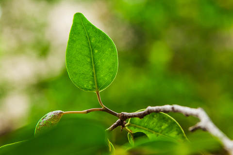 green_growth_leaf